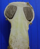 Agaricus texensis image