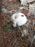 Amanita sect. Vaginatae image