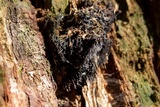 Gloiodon occidentalis image