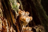 Gloiodon occidentalis image