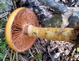 Cortinarius trivialis image