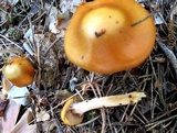 Cortinarius trivialis image