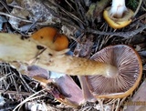 Cortinarius trivialis image