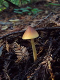 Caulorhiza umbonata image