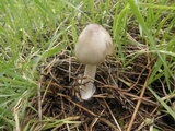 Volvariella murinella image