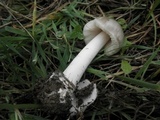 Volvariella murinella image