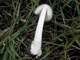 Volvariella murinella image