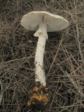 Amanita proxima image