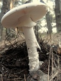 Amanita proxima image