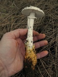 Amanita proxima image