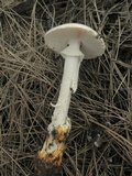 Amanita proxima image