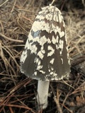 Coprinopsis picacea image