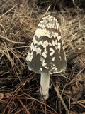 Coprinopsis picacea image