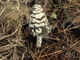 Coprinopsis picacea image