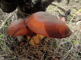 Omphalotus olearius image