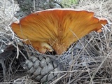 Omphalotus olearius image