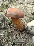 Omphalotus olearius image