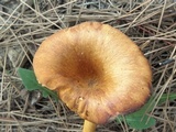 Omphalotus olearius image