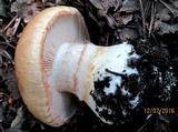 Cortinarius esculentus image