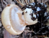 Cortinarius esculentus image