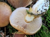 Cortinarius esculentus image
