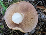 Cortinarius esculentus image