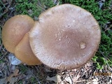 Cortinarius esculentus image