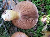 Cortinarius esculentus image