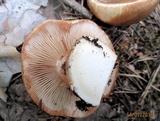Cortinarius esculentus image