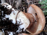 Cortinarius esculentus image