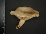 Lactarius ruginosus image