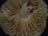 Lactarius ruginosus image