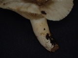 Lactarius ruginosus image