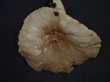 Lactarius ruginosus image
