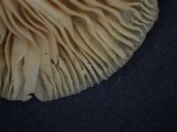 Lactarius ruginosus image
