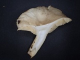 Lactarius ruginosus image