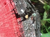 Mycena corticola image
