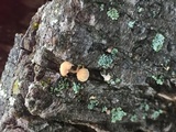 Mycena corticola image