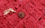 Mycena corticola image