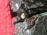 Mycena corticola image