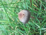 Panaeolus cinctulus image
