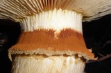 Gymnopilus ventricosus image