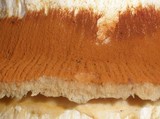 Gymnopilus ventricosus image