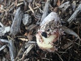 Phallus hadriani image