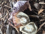 Phallus hadriani image
