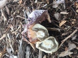 Phallus hadriani image