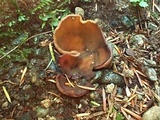 Peziza badia image