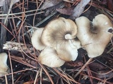 Hohenbuehelia petaloides image