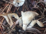 Hohenbuehelia petaloides image