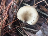 Hohenbuehelia petaloides image